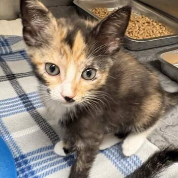 Domestic Short Hair Cats Available for Adoption in Gloucester, Virginia - Velma | PetCurious