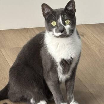 Doris Day -  Domestic Short Hair Cat Available for Adoption in Las Vegas, Nevada - Doris Day | PetCurious