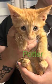 Rescue Domestic Medium Hair Cats for Adoption in Pekin, Illinois - Potter | PetCurious