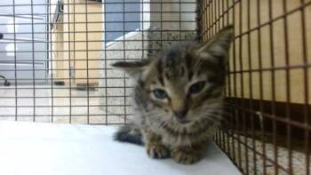 TEDI -  Domestic Short Hair Cat for Adoption in Doral, Florida - TEDI | PetCurious