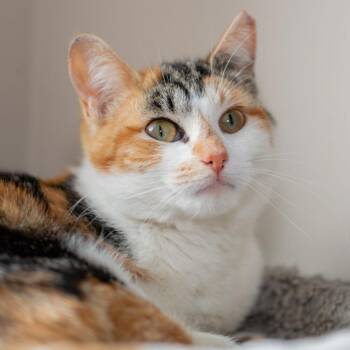 Domestic Short Hair Cats Available for Adoption in Port Washington, New York - Daffodil | PetCurious