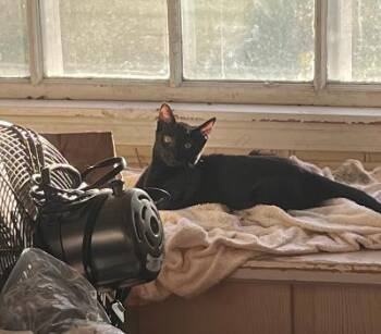 Nantahala -  Domestic Short Hair Cat for Adoption in Mokena, Illinois - Nantahala | PetCurious