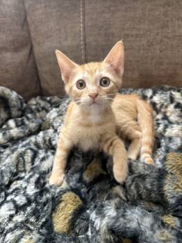 Astoria -  Domestic Short Hair and Tabby Cat for Adoption in Rosenberg, Texas - Astoria | PetCurious