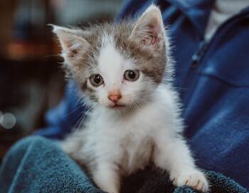 Rescue Domestic Short Hair Cats for Adoption in Le Mars, Iowa - Everett (Red Collar) | PetCurious