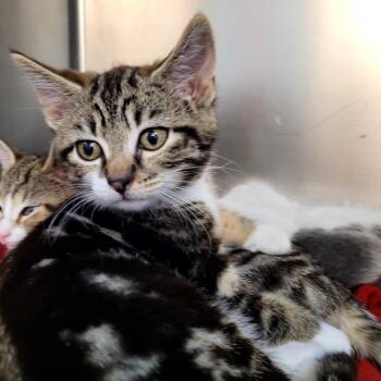 Domestic Short Hair Cats Available for Adoption in Belfair, Washington - April | PetCurious