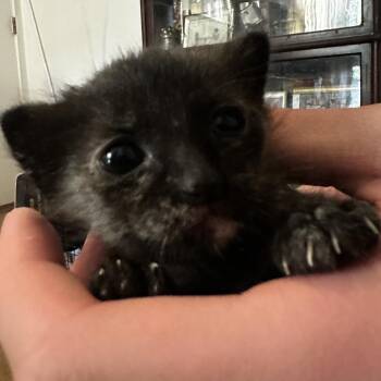 THUNDER -  Domestic Short Hair Cat for Adoption in Richmond, California - THUNDER | PetCurious