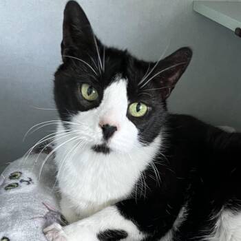 Domestic Short Hair Cats Available for Adoption in Sarasota, Florida - Oreo | PetCurious