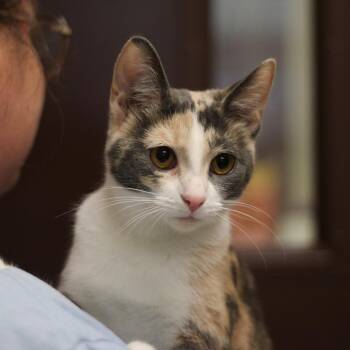 Domestic Short Hair Cats Available for Adoption in Versailles, Kentucky - Lily | PetCurious