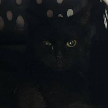 Domestic Short Hair Cats Available for Adoption - Gru | PetCurious