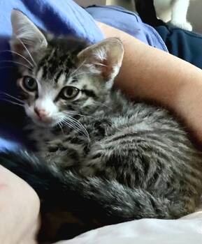 Tabby and Domestic Short Hair Cats Available for Adoption in Campbell, California - Rufus | PetCurious