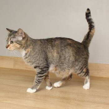 Domestic Short Hair Cats Available for Adoption in Minnetonka, Minnesota - Teddy C68291 | PetCurious