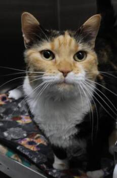 Calico and Domestic Medium Hair Cats Available for Adoption in Thief River Falls, Minnesota - Tobie | PetCurious