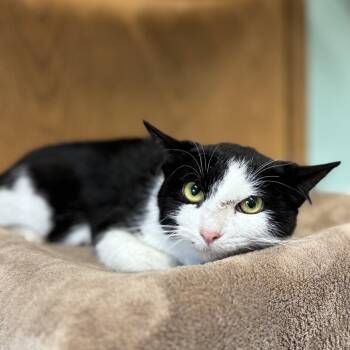 Canasta -  Domestic Short Hair Cat for Adoption in Fargo, North Dakota - Canasta | PetCurious