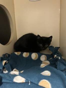 Riviera -  Domestic Short Hair Cat for Adoption in Pequot Lakes, Minnesota - Riviera | PetCurious