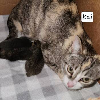 M-Mama Kai/Tiki -  Domestic Short Hair Cat for Adoption in Arizona City, Arizona - M-Mama Kai/Tiki | PetCurious