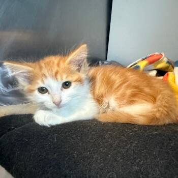 Eve -  Domestic Medium Hair Cat for Adoption in Cedaredge, Colorado - Eve | PetCurious