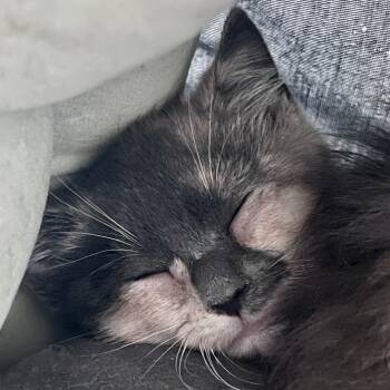 Sylvie -  Domestic Short Hair Cat for Adoption in Maplewood, New Jersey - Sylvie | PetCurious
