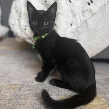 Wasabi -  Domestic Short Hair Cat for Adoption in Estacada, Oregon - Wasabi | PetCurious