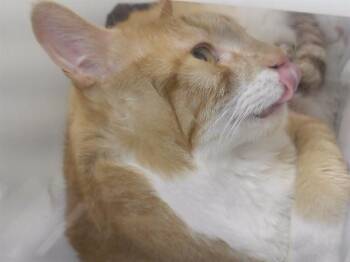 BILLY -  Domestic Short Hair Cat for Adoption in Omaha, Nebraska - BILLY | PetCurious