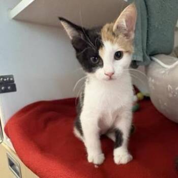 Fish -  Domestic Short Hair Cat for Adoption in Phoenix, Arizona - Fish | PetCurious