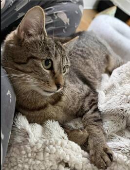 Olivia -  Exotic Shorthair Cat for Adoption - Olivia | PetCurious