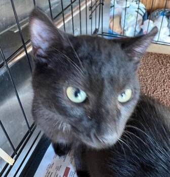 Domestic Short Hair Cats Available for Adoption - Edward | PetCurious