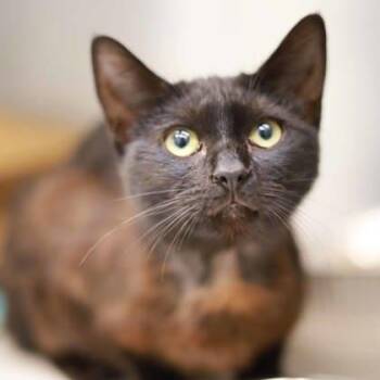 Domestic Short Hair Cats Available for Adoption in Atlanta, Georgia - Orchid | PetCurious