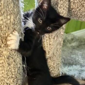 Rescue Tuxedo Cats for Adoption in Minneapolis, Minnesota - Helga | PetCurious