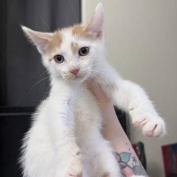 Domestic Short Hair Cats Available for Adoption in Chandler, Arizona - Basil | PetCurious