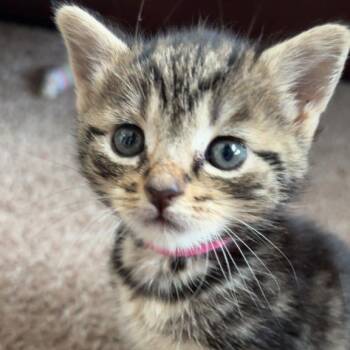 Domestic Short Hair Cats Available for Adoption in Auburn, Alabama - Tuk | PetCurious