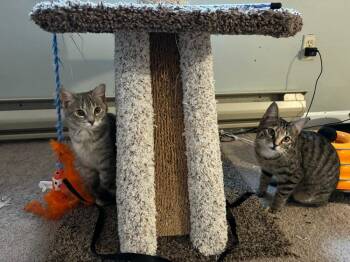 Domestic Short Hair Cats Available for Adoption in Groveland, Massachusetts - Mira | PetCurious