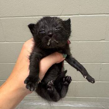 Plum -  Domestic Short Hair Cat for Adoption in Bristol, Indiana - Plum | PetCurious