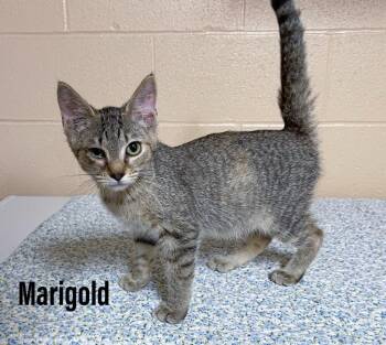 Marigold -  Domestic Short Hair Cat for Adoption in Clearfield, Kentucky - Marigold | PetCurious