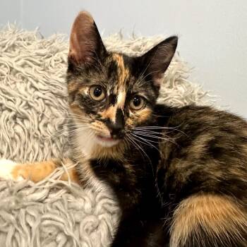 Dolly -  Domestic Short Hair Cat for Adoption in Hopkinton, Massachusetts - Dolly | PetCurious