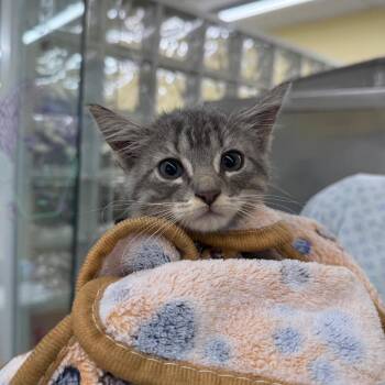 Squeeker -  Domestic Short Hair Cat for Adoption in West Palm Beach, Florida - Squeeker | PetCurious