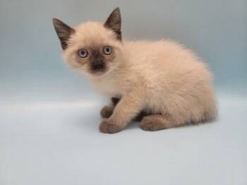 Nose -  Domestic Short Hair Cat for Adoption in Minneapolis, Minnesota - Nose | PetCurious