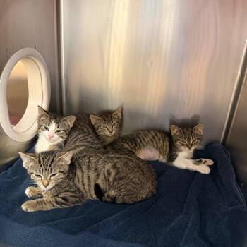 Winky -  Domestic Short Hair Cat for Adoption in Philadelphia, Pennsylvania - Winky | PetCurious