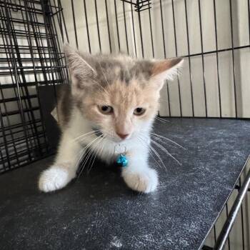 Clementine - Chino Hills Location -  Domestic Short Hair Cat for Adoption in Chino Hills, California - Clementine - Chino Hills Location | PetCurious
