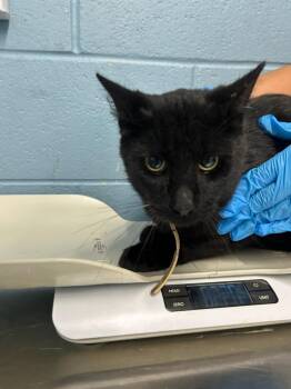Domestic Short Hair Cats Available for Adoption in Evansville, Indiana - Sparrow | PetCurious