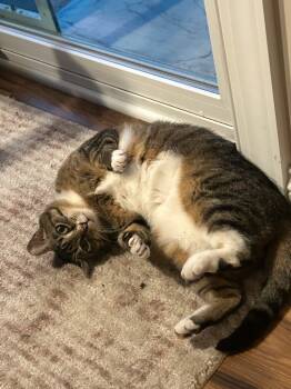 Rescue Domestic Short Hair Cats for Adoption in Eden Prairie, Minnesota - Alli | PetCurious