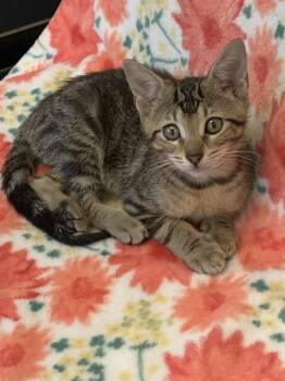 GRACIE -  Domestic Short Hair Cat for Adoption in Sarasota, Florida - GRACIE | PetCurious
