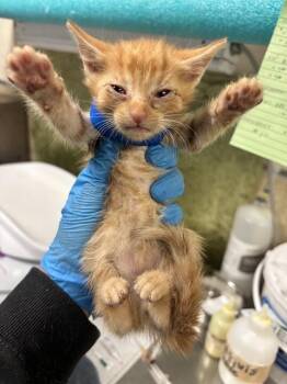 GOO -  Domestic Short Hair Cat for Adoption in Riverside, California - GOO | PetCurious