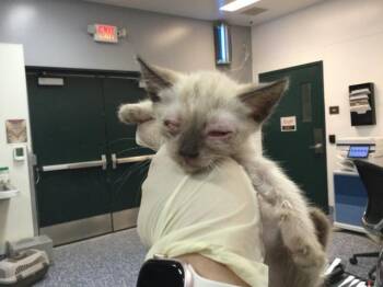 A1924168 -  Siamese Cat for Adoption in Thousand Palms, California - A1924168 | PetCurious