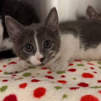 Deep Dish -  Domestic Short Hair Cat for Adoption in Cody, Wyoming - Deep Dish | PetCurious
