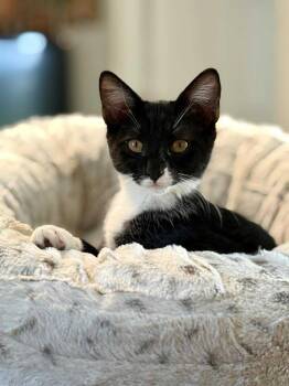 Rescue Domestic Short Hair Cats for Adoption in Little Mountain, South Carolina - Moose 3.0 | PetCurious