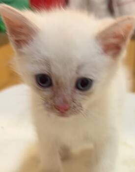 REGGIE -  Siamese Cat for Adoption in Elizabethton, Tennessee - REGGIE | PetCurious