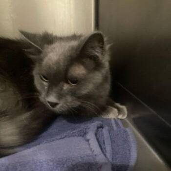 Charly -  Domestic Medium Hair Cat for Adoption in Lake Havasu City, Arizona - Charly | PetCurious