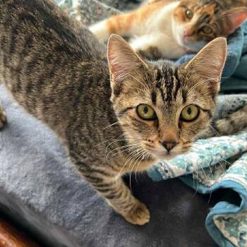 Domestic Short Hair Cats Available for Adoption - Delilah | PetCurious