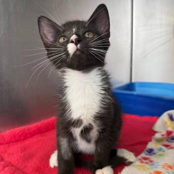 Smudge -  American Shorthair Cat for Adoption in Asheville, North Carolina - Smudge | PetCurious