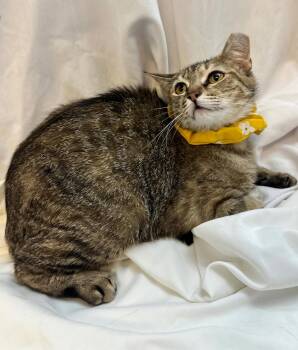 Domestic Short Hair and Tabby Cats Available for Adoption in Margate, Florida - Little Tiger | PetCurious